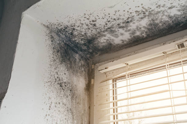 Affordable Crawl Space Mold Remediation solutions in Jacksonville, NC